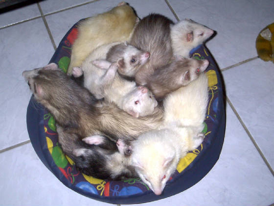 149_ferrets.jpg