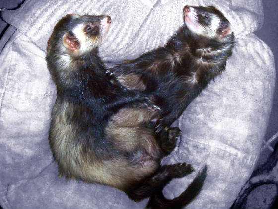 438_ferrets.jpg
