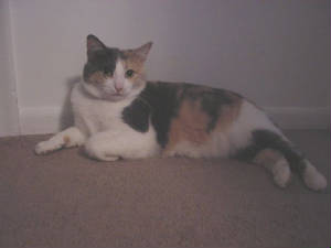 cutekitty.jpg