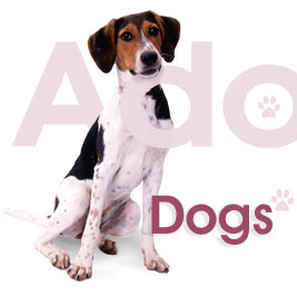 adopt1.jpg