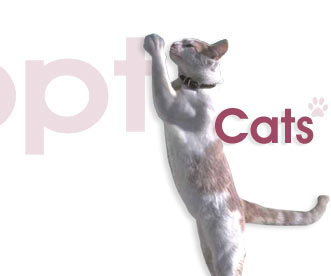 adopt2.jpg