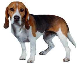 beagle.jpg
