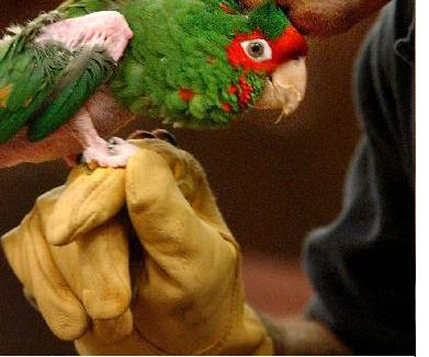 bird1.jpg