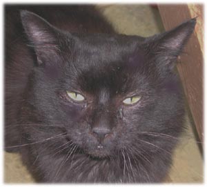 blackcat1.jpg