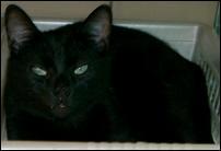 blackcat2.jpg
