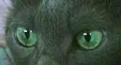 blueeyes.jpg