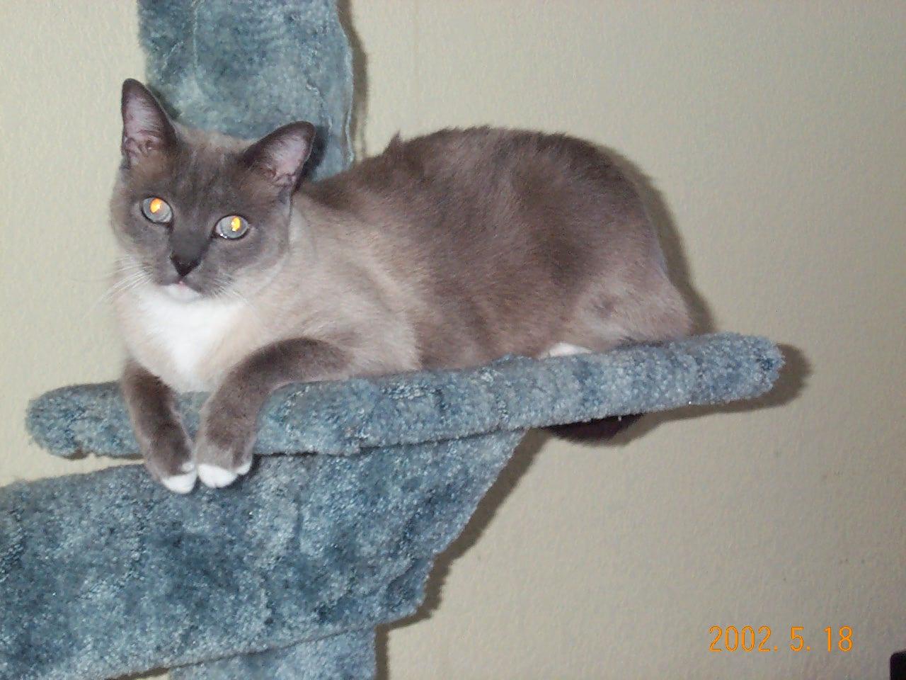 catblueeyes.jpg