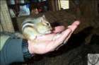 chipmunk.jpg