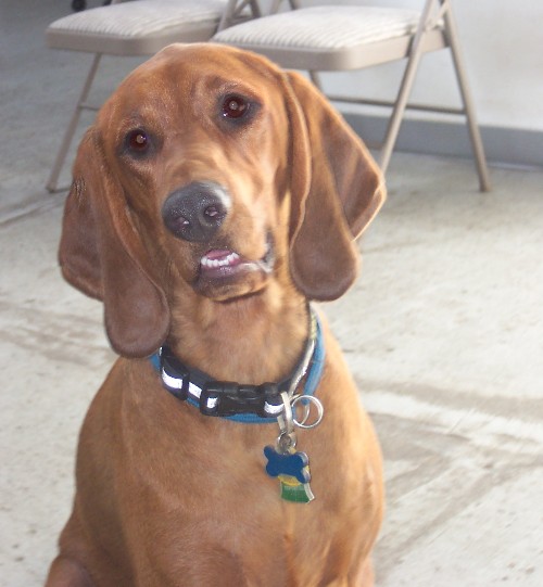 coonhound.jpg