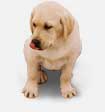 dog10.jpg