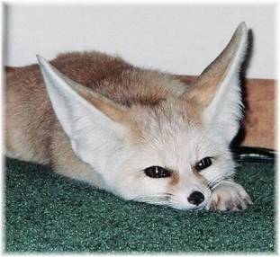 fennec1103.jpg