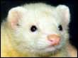 ferret.jpg