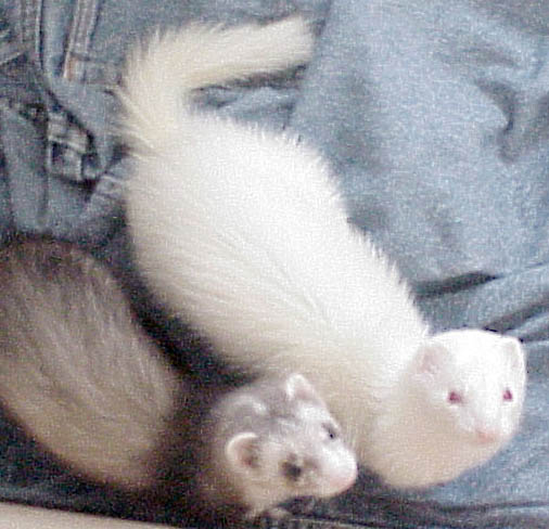 ferrets.jpg