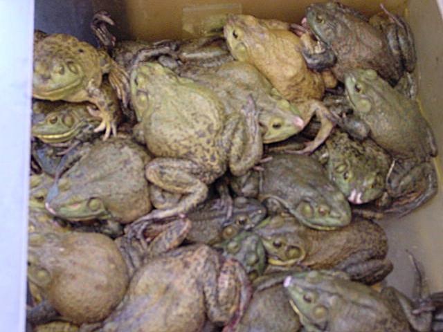 frogg.jpg