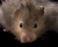 hamster.jpg