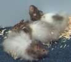 hamsterbabies.jpg