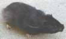 hamsterblack.jpg