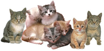 help_kitten.jpg