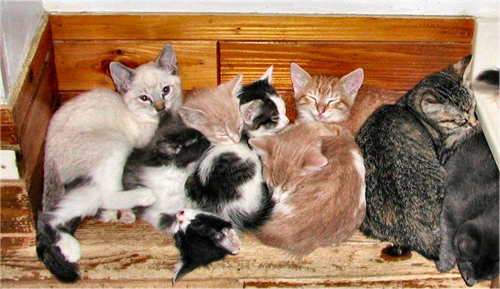 kittens.jpg