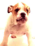 lickingdog1.gif