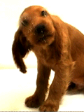 lickingdog3.gif
