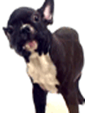 lickingdog4.gif