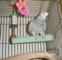 parrot.jpg
