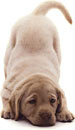 puppy3.jpg