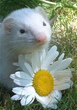 silverferret.jpg